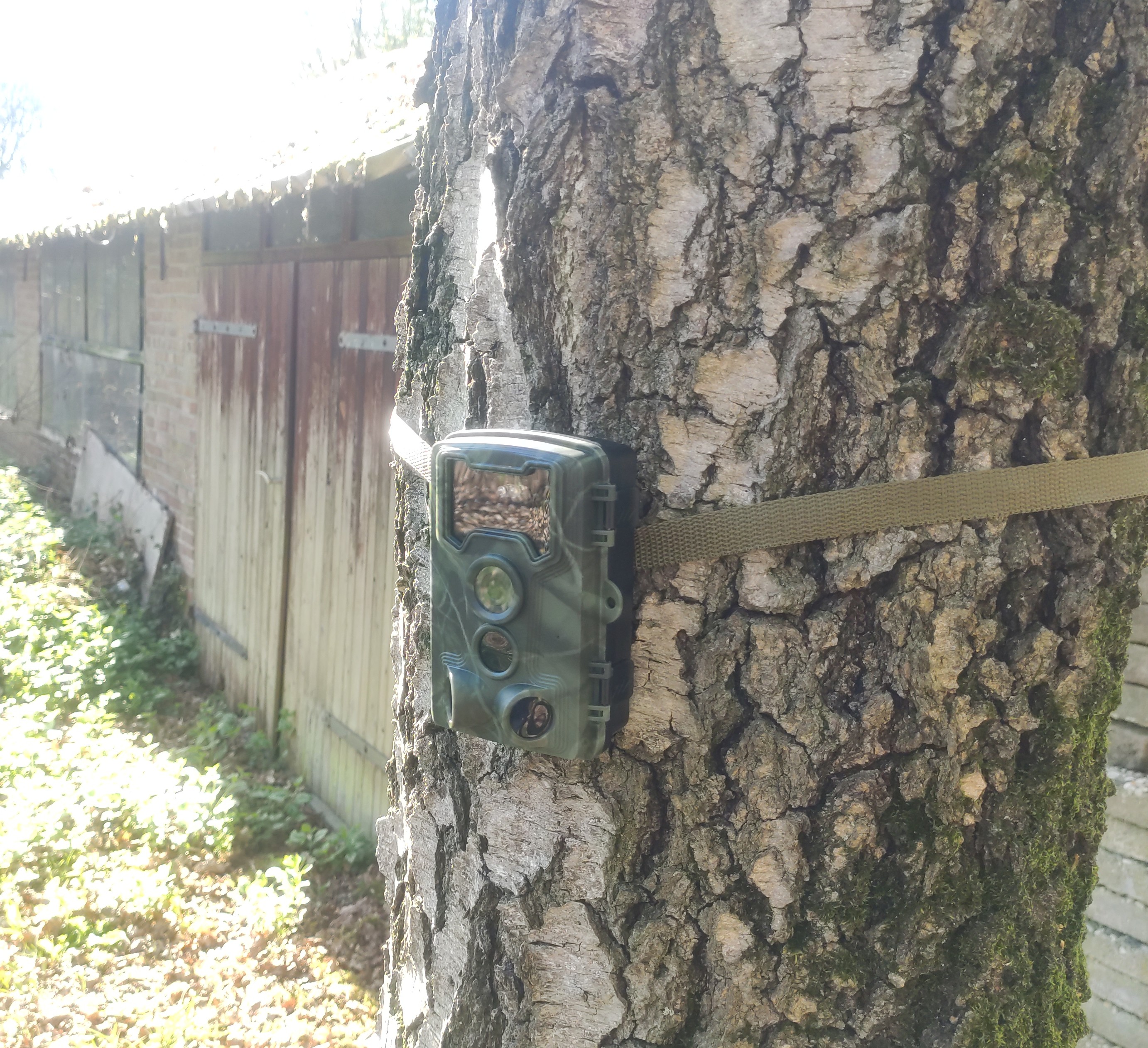 The wildcam outside The wildcam outside